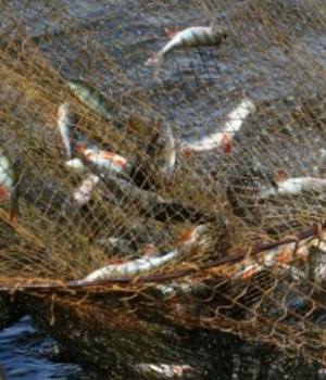 Волинського-пенсіонера-зобов’язали-сплатити-державі-десятки-тисяч-за-вилов-риби