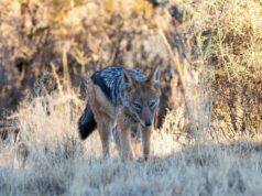 Нові сусіди: чому шакали почали мігрувати Україною та яку реальну небезпеку вони несуть Нові-сусіди:-чому-шакали-почали-мігрувати-Україною-та яку-реальну-небезпеку-вони-несуть
