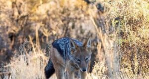 Нові сусіди: чому шакали почали мігрувати Україною та яку реальну небезпеку вони несуть Нові-сусіди:-чому-шакали-почали-мігрувати-Україною-та яку-реальну-небезпеку-вони-несуть