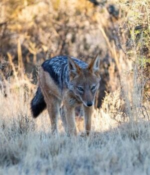 Нові-сусіди:-чому-шакали-почали-мігрувати-Україною-та яку-реальну-небезпеку-вони-несуть Нові-сусіди:-чому-шакали-почали-мігрувати-Україною-та яку-реальну-небезпеку-вони-несуть