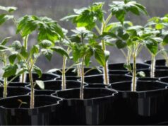 Які сорти томатів та перцю найкраще підходять для волинського клімату? Які-сорти-томатів-та-перцю-найкраще-підходять-для-волинського-клімату?