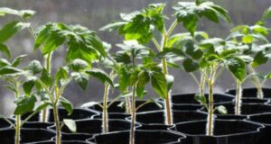 Які сорти томатів та перцю найкраще підходять для волинського клімату? Які-сорти-томатів-та-перцю-найкраще-підходять-для-волинського-клімату?