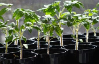 Які сорти томатів та перцю найкраще підходять для волинського клімату? Які-сорти-томатів-та-перцю-найкраще-підходять-для-волинського-клімату?