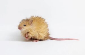 Генетично модифіковані молі замінять мишей у вивченні стійких до антибіотиків бактерій Генетично-модифіковані-молі-замінять-мишей-у-вивченні-стійких-до-антибіотиків-бактерій