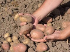 Ці сорти картоплі рясно родять і формують великі бульби за будь-яких погодних умов Ці-сорти-картоплі-рясно-родять-і-формують-великі-бульби-за-будь-яких-погодних-умов