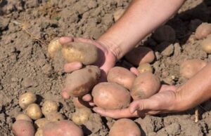 Ці сорти картоплі рясно родять і формують великі бульби за будь-яких погодних умов Ці-сорти-картоплі-рясно-родять-і-формують-великі-бульби-за-будь-яких-погодних-умов