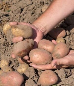 Ці-сорти-картоплі-рясно-родять-і-формують-великі-бульби-за-будь-яких-погодних-умов Ці-сорти-картоплі-рясно-родять-і-формують-великі-бульби-за-будь-яких-погодних-умов