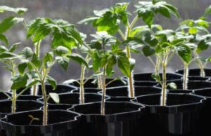 Які сорти томатів та перцю найкраще підходять для волинського клімату? Які-сорти-томатів-та-перцю-найкраще-підходять-для-волинського-клімату?