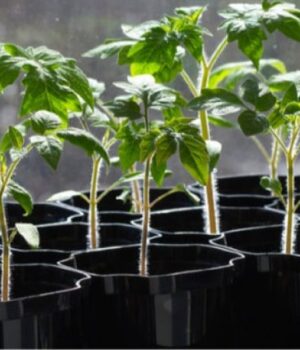 Які-сорти-томатів-та-перцю-найкраще-підходять-для-волинського-клімату?