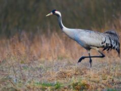Сірі журавлі почали повертатися на Волинь із вирію Сірі-журавлі-почали-повертатися-на-Волинь-із-вирію