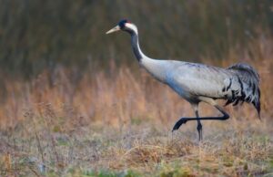 Сірі журавлі почали повертатися на Волинь із вирію Сірі-журавлі-почали-повертатися-на-Волинь-із-вирію