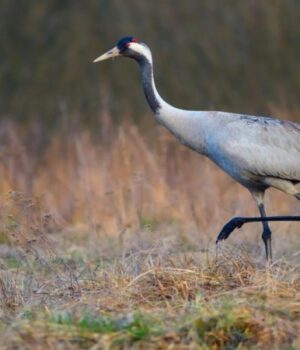 Сірі-журавлі-почали-повертатися-на-Волинь-із-вирію