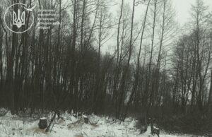 На Волині виявили незаконну вирубку дерев на майже 2 мільйони гривень На-Волині-виявили-незаконну-вирубку-дерев-на-майже-2-мільйони-гривень