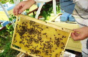 Відбудеться нарада з питань дотримання законодавства у сфері бджільництва та підготовки до сезону медозбору 2026 Відбудеться-нарада-з-питань-дотримання-законодавства-у-сфері-бджільництва-та-підготовки-до-сезону-медозбору-2026