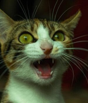 Кіт-будить-посеред-ночі:-експерти-розповіли,-що насправді-стоїть-за його-нявканням