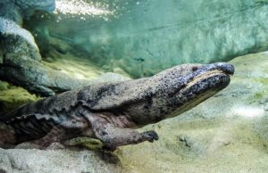 Важать як німецька вівчарка: які найбільші земноводні у світі Важать-як-німецька-вівчарка:-які-найбільші-земноводні-у-світі