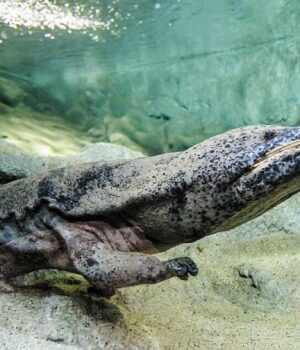 Важать-як-німецька-вівчарка:-які-найбільші-земноводні-у-світі