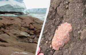 Учені розкрили таємницю дивних рожевих каменів, які знайшли в Антарктиді Учені-розкрили-таємницю-дивних-рожевих-каменів,-які-знайшли-в-Антарктиді