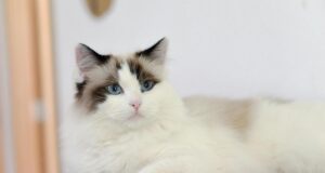 Які коти дарують спокій та зменшують стрес: ветеринари назвали 5 найлагідніших порід Які-коти-дарують-спокій-та-зменшують-стрес:-ветеринари-назвали-5-найлагідніших-порід