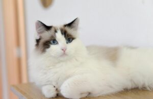 Які коти дарують спокій та зменшують стрес: ветеринари назвали 5 найлагідніших порід Які-коти-дарують-спокій-та-зменшують-стрес:-ветеринари-назвали-5-найлагідніших-порід