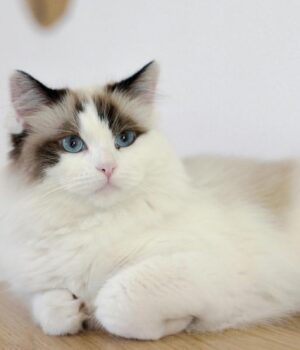 Які-коти-дарують-спокій-та-зменшують-стрес:-ветеринари-назвали-5-найлагідніших-порід