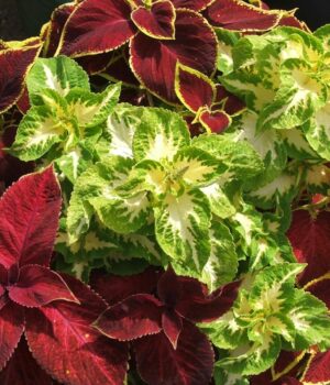 5-кімнатних-рослин,-які-напрочуд-легко-виростити-з-насіння