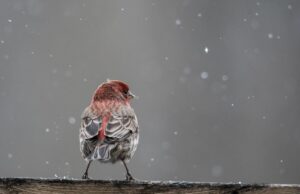 Синоптики повідомили, коли у Києві стане трохи тепліше Синоптики-повідомили,-коли-у-Києві-стане-трохи-тепліше