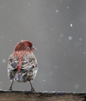 Синоптики-повідомили,-коли-у-Києві-стане-трохи-тепліше