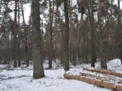 Впало дерево: на Волині у лісі загинув чоловік Впало-дерево:-на-Волині-у-лісі-загинув-чоловік