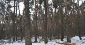 Впало дерево: на Волині у лісі загинув чоловік Впало-дерево:-на-Волині-у-лісі-загинув-чоловік