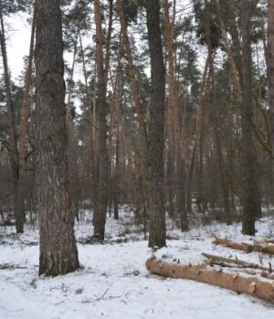 Впало-дерево:-на-Волині-у-лісі-загинув-чоловік
