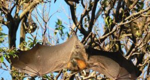 Важать до 1,6 кг: які найбільші кажани у світі Важать-до-1,6-кг:-які-найбільші-кажани-у-світі