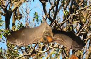 Важать до 1,6 кг: які найбільші кажани у світі Важать-до-1,6-кг:-які-найбільші-кажани-у-світі