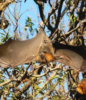 Важать-до-1,6-кг:-які-найбільші-кажани-у-світі