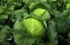 Що посадити поряд із капустою, щоб отримати великий врожай: найкращі сусіди Що-посадити-поряд-із-капустою,-щоб-отримати-великий-врожай:-найкращі-сусіди