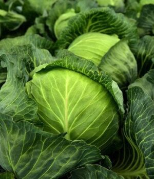 Що-посадити-поряд-із-капустою,-щоб-отримати-великий-врожай:-найкращі-сусіди