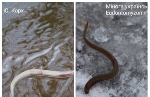 У водоймах нацпарку на Волині зафіксували червонокнижну міногу У-водоймах-нацпарку-на-Волині-зафіксували-червонокнижну-міногу