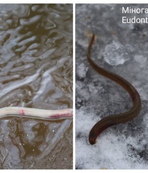 У-водоймах-нацпарку-на-Волині-зафіксували-червонокнижну-міногу