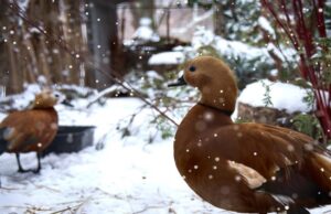 У Луцькому зоопарку проживає 2700 тварин У-Луцькому-зоопарку-проживає-2700-тварин