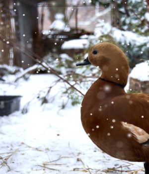 У-Луцькому-зоопарку-проживає-2700-тварин