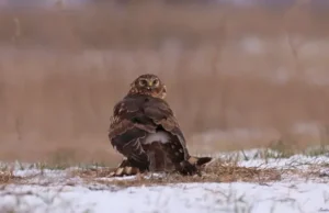 Рідкісного птаха помітили на Дніпропетровщині: який вигляд має (фото) Рідкісного-птаха-помітили-на Дніпропетровщині:-який-вигляд-має-(фото)