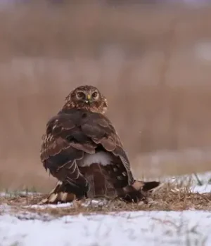 Рідкісного-птаха-помітили-на Дніпропетровщині:-який-вигляд-має-(фото)