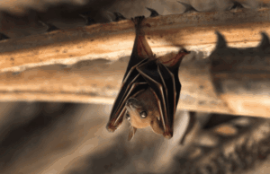 Вчені назвали найбільших кажанів у світі: який вигляд мають (фото) Вчені-назвали-найбільших-кажанів-у світі:-який-вигляд-мають-(фото)