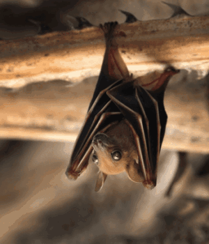 Вчені-назвали-найбільших-кажанів-у світі:-який-вигляд-мають-(фото) Вчені-назвали-найбільших-кажанів-у світі:-який-вигляд-мають-(фото)