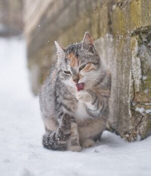 День-ангела-18 лютого:-кого-та як вітати-з іменинами