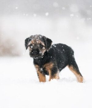Чоловік-обійняв-власного-собаку,-а тепер-йому-загрожує-покарання:-в чому-причина