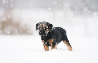Чоловік обійняв власного собаку, а тепер йому загрожує покарання: в чому причина Чоловік-обійняв-власного-собаку,-а тепер-йому-загрожує-покарання:-в чому-причина