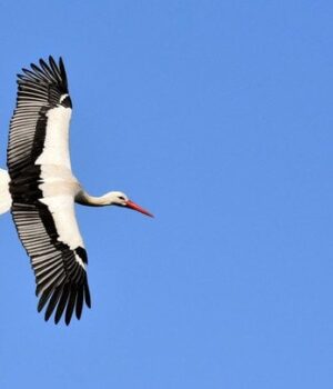 Вони-вже-летять-додому:-дізнайтесь,-коли-повертаються-лелеки-з далеких-країв Вони-вже-летять-додому:-дізнайтесь,-коли-повертаються-лелеки-з далеких-країв