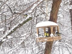 19 лютого опадів в Україні стане менше, але не потеплішає 19-лютого-опадів-в-Україні-стане-менше,-але-не-потеплішає