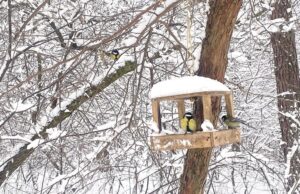 19 лютого опадів в Україні стане менше, але не потеплішає 19-лютого-опадів-в-Україні-стане-менше,-але-не-потеплішає